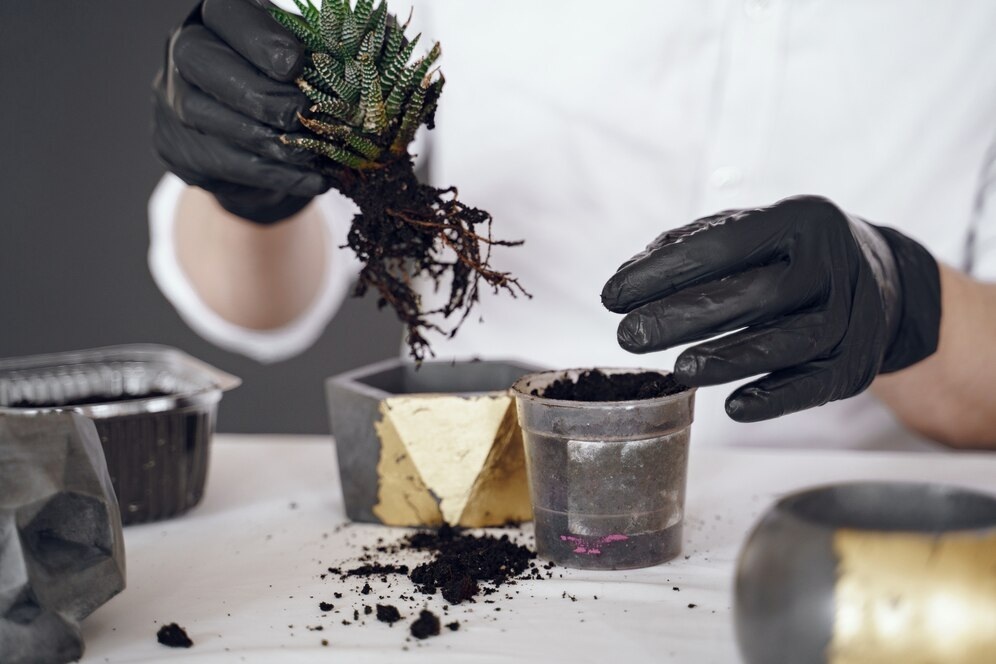 Workshop Kokedama